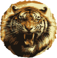 Tiger Head Drawing